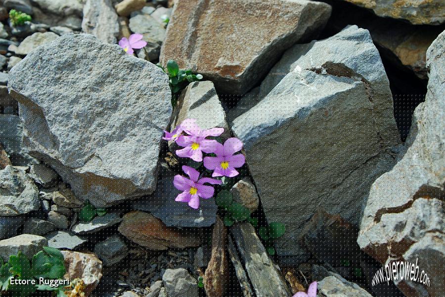 20 - la splendida Viola di Comolli.jpg